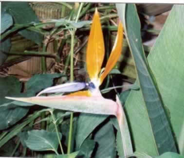 Bird of Paradise