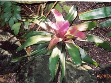 tropical plant